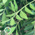 Pistache 'Italian' (Various Sizes)