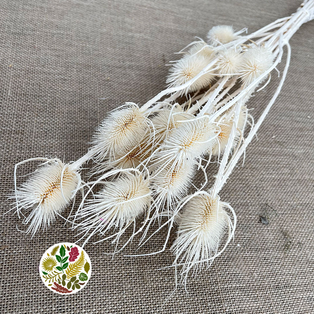 Thistle (Bleached) (White) (DRY) (Various Sizes)