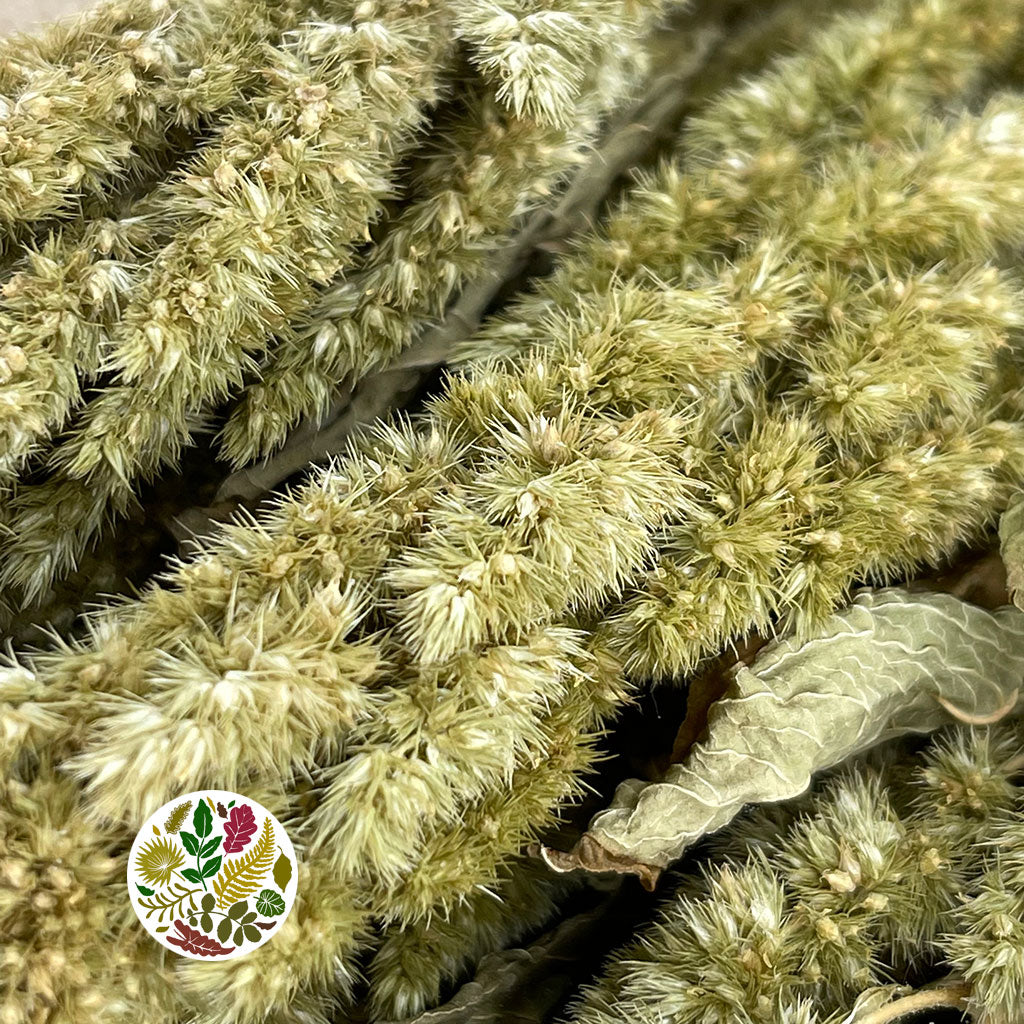 Amaranthus &#39;Flower&#39; (Natural Green) (DRY) 50cm