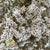 Statice 'Natural Pink' (DRY) 70cm
