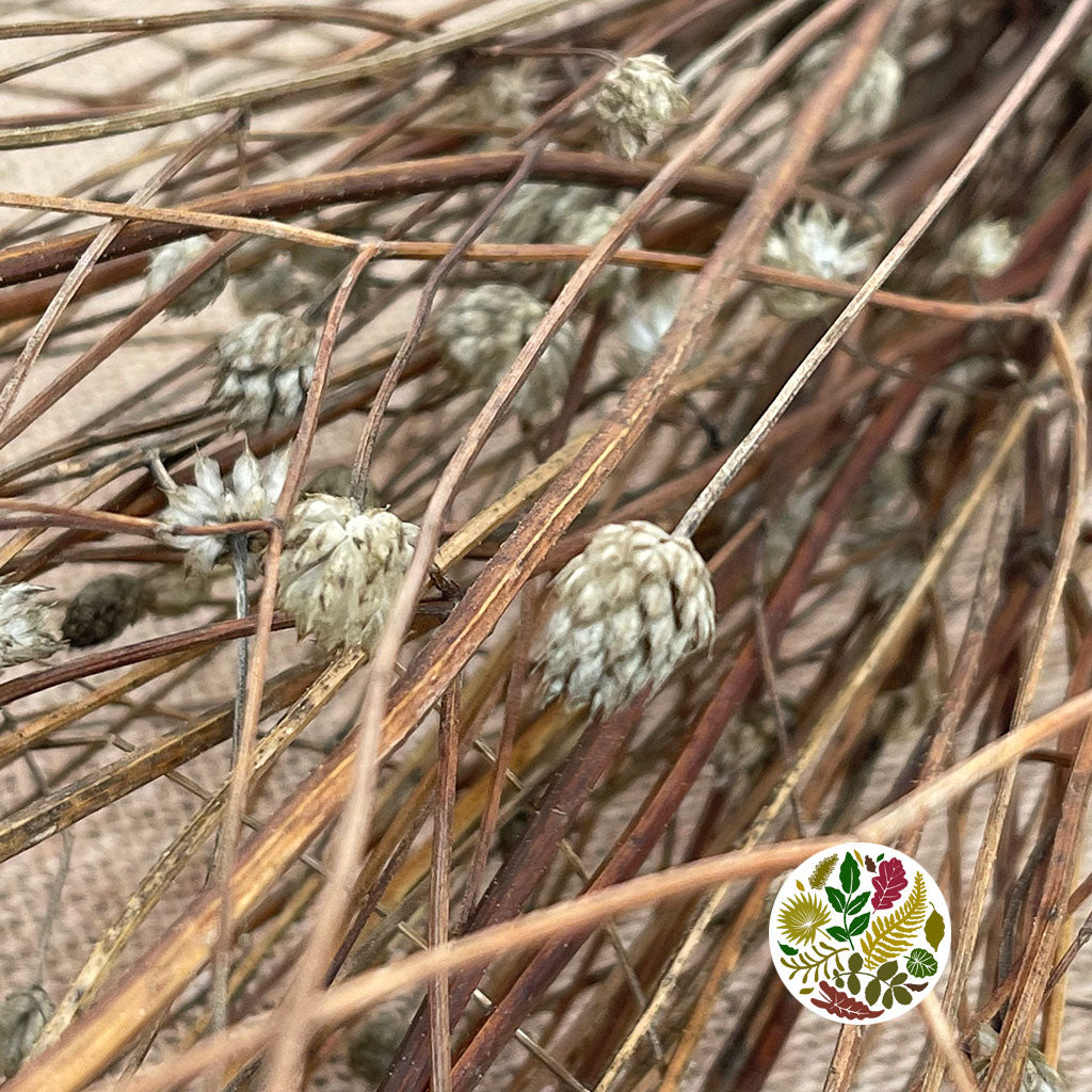 Gomphrena Wild 'Depressa' (Natural) (DRY) 35cm