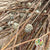 Gomphrena Wild 'Depressa' (Natural) (DRY) 35cm