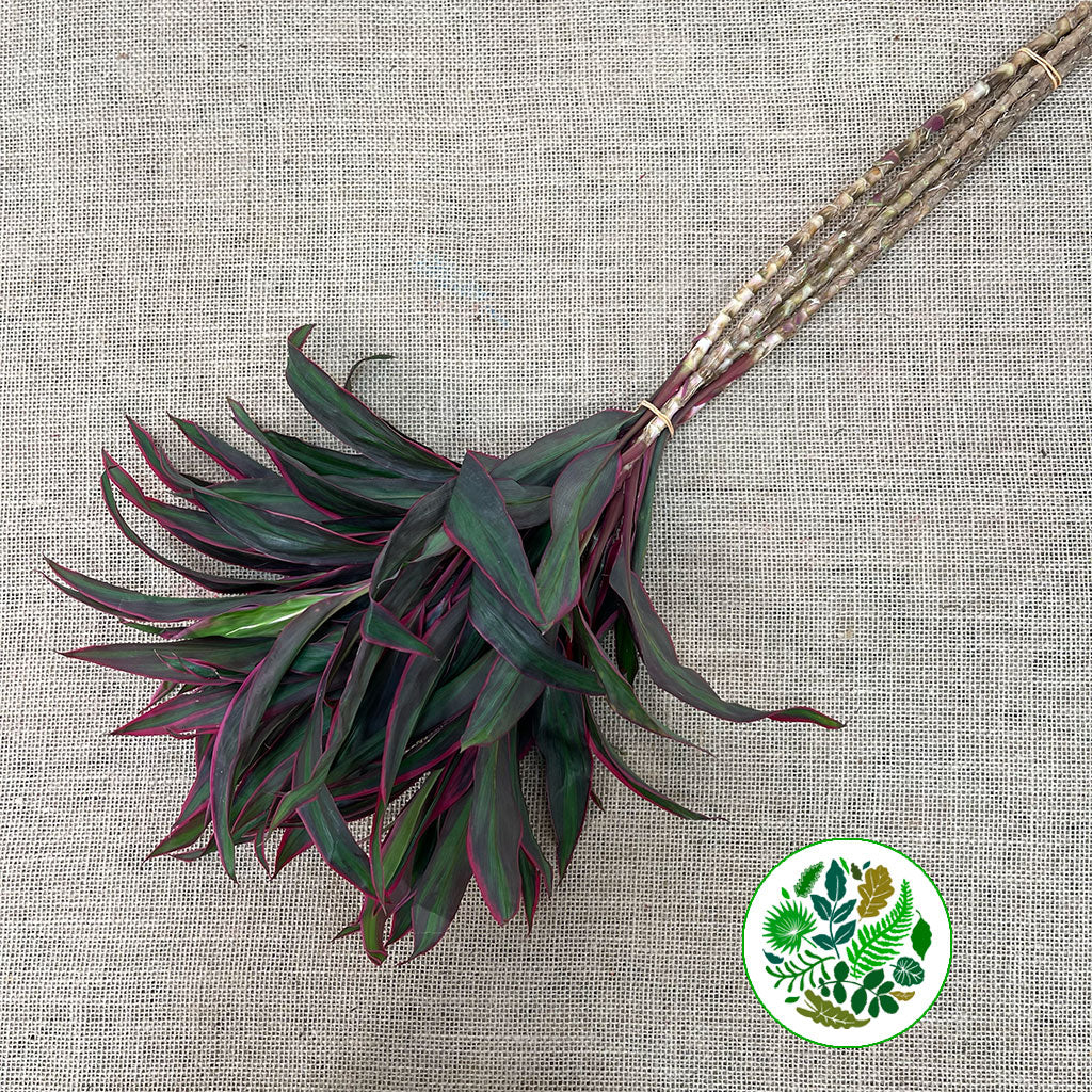 Cordyline Tips &#39;Baby Doll&#39; 60cm (x5)