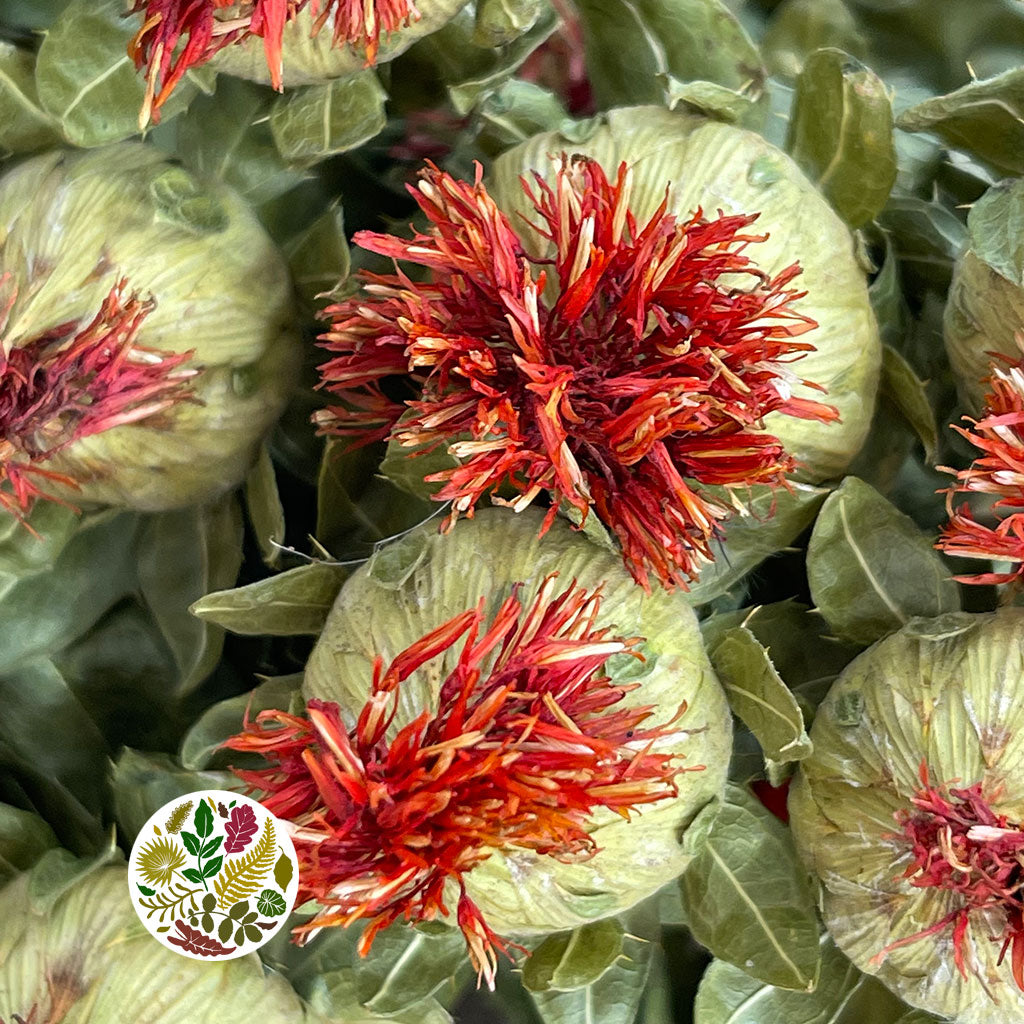 Bidens Carthamus 'Flower' (Natural) Dry