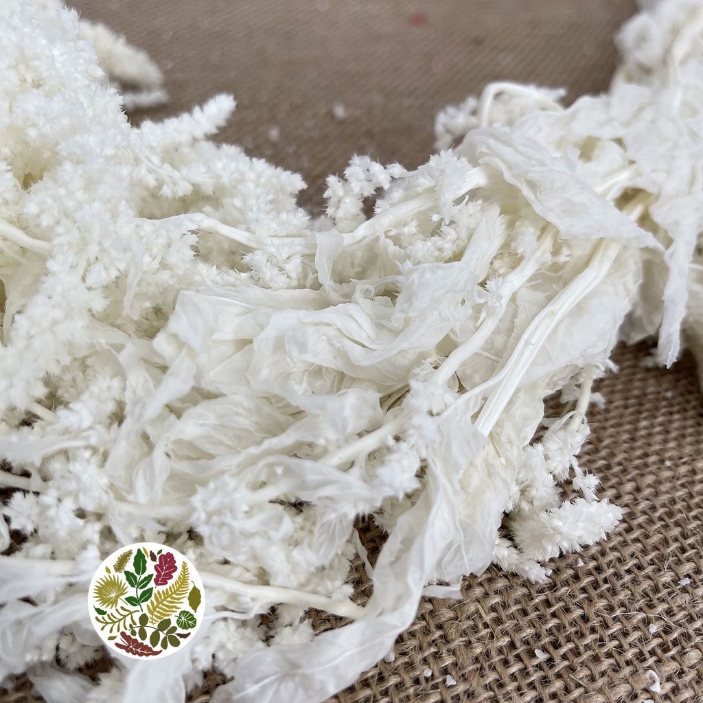 Amaranthus 'Trailing' (Bleached)