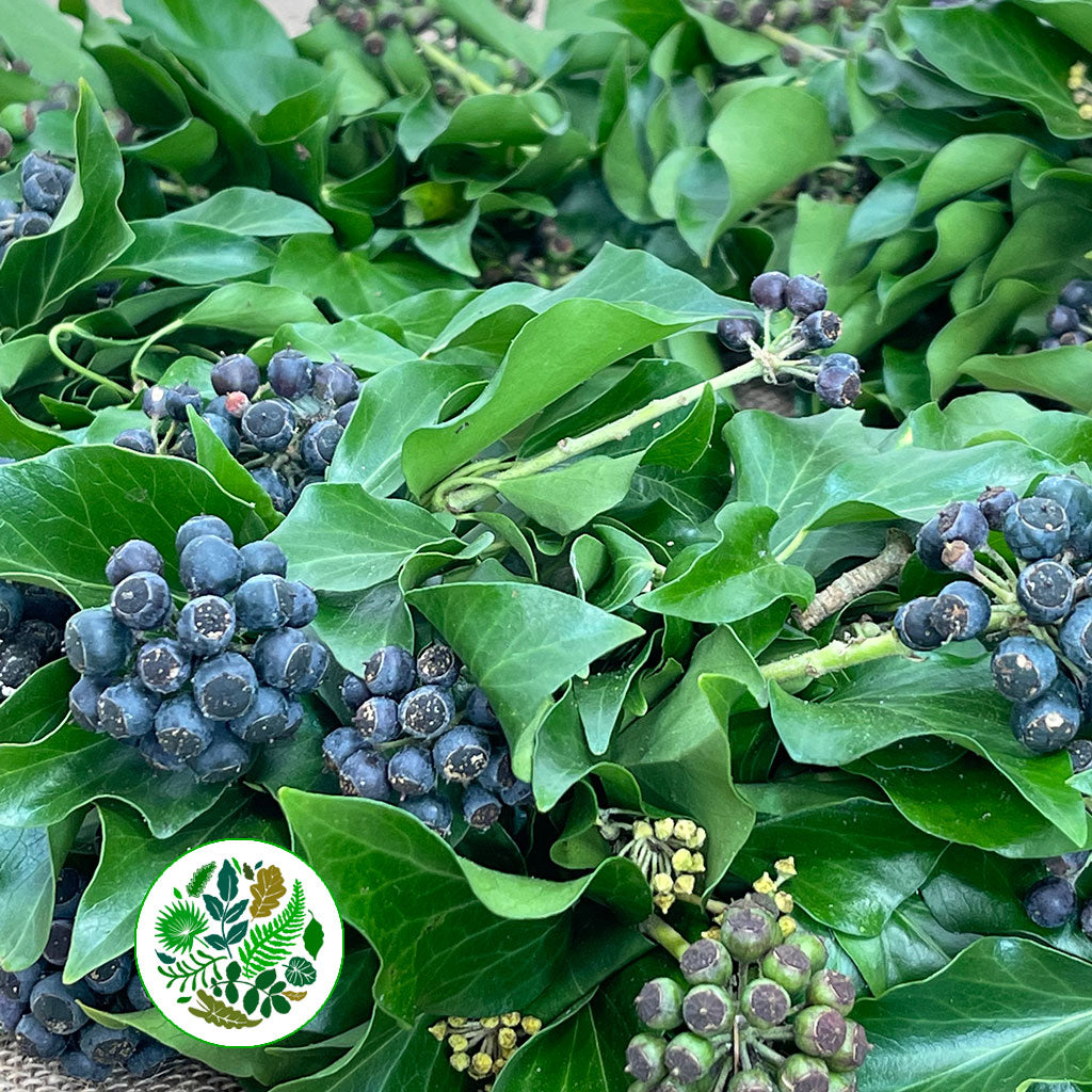 Ivy 'Berried Ivy Wreath' (12" or 30cm) (Mossed)