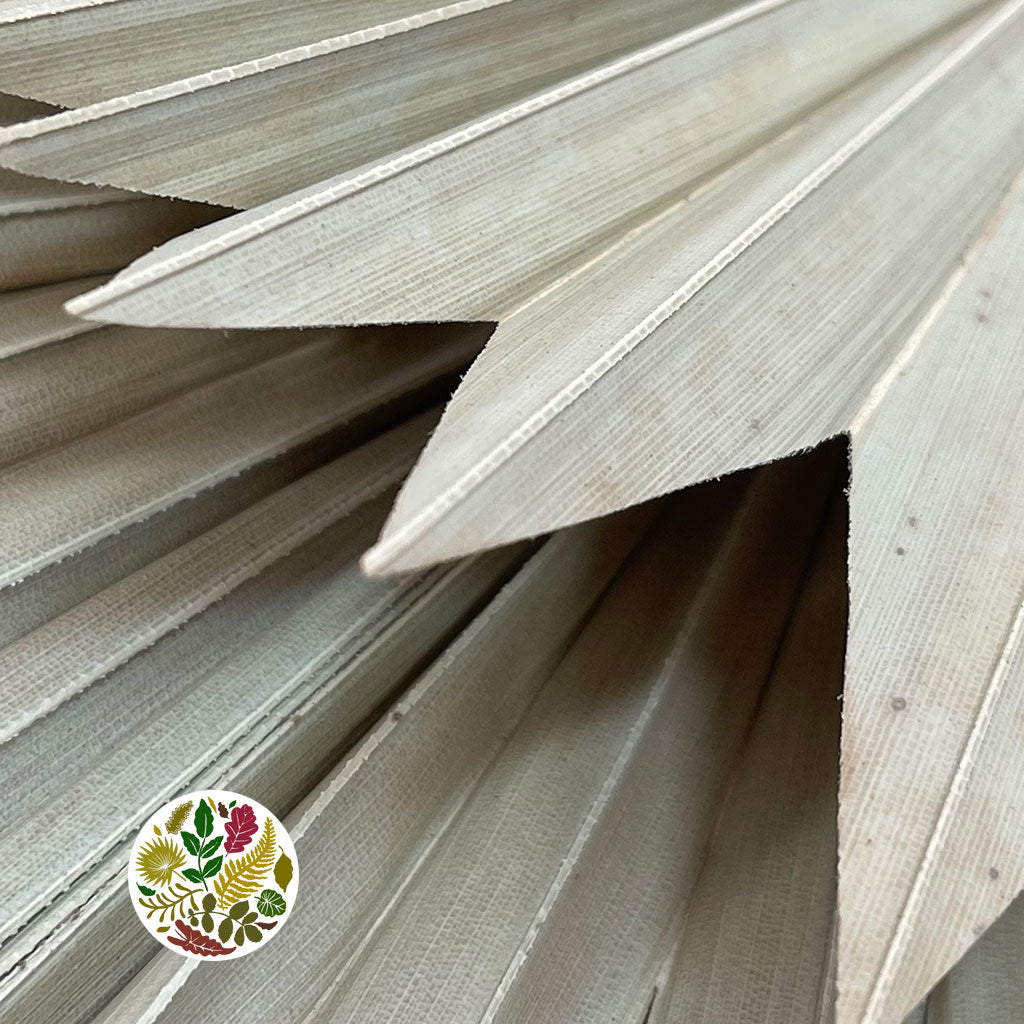 Palm &#39;Fan Palm&#39; (Natural) (DRY) (x10)