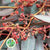 Eucalyptus 'Populus Berries' (Red Aspirated) 60cm (300g)