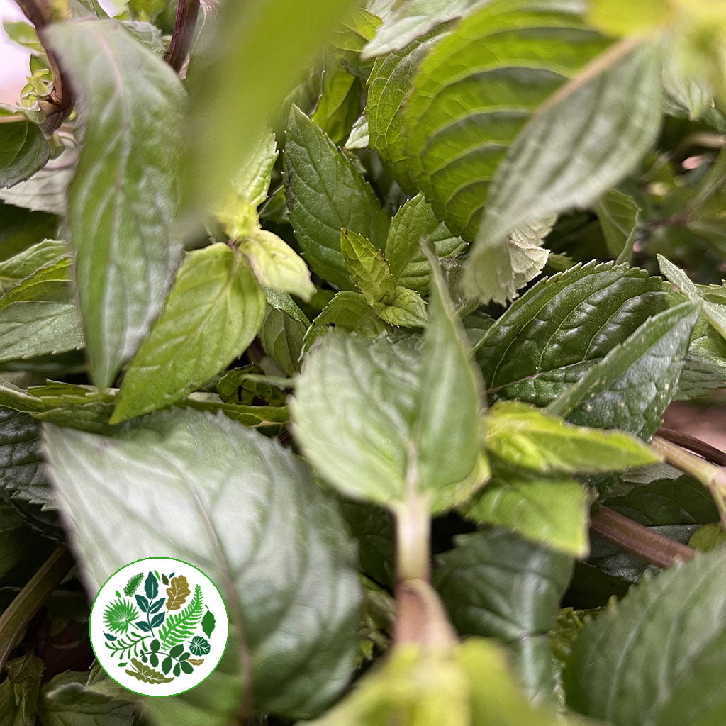 Mint &#39;Basil&#39; (Cultivated E) (x20)