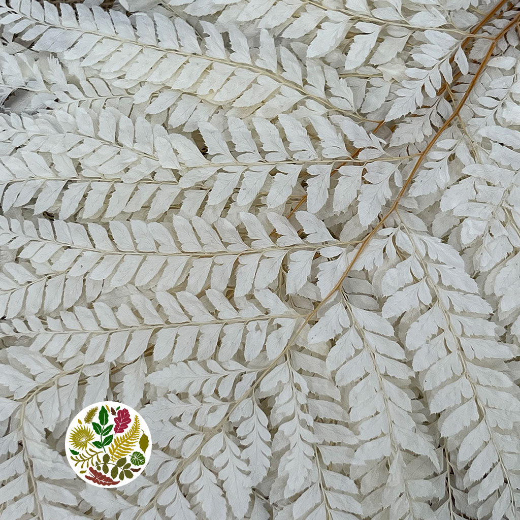 Fern &#39;Mini&#39; &#39;Leather Leaf&#39; (Bleached) (DRY) (x10)