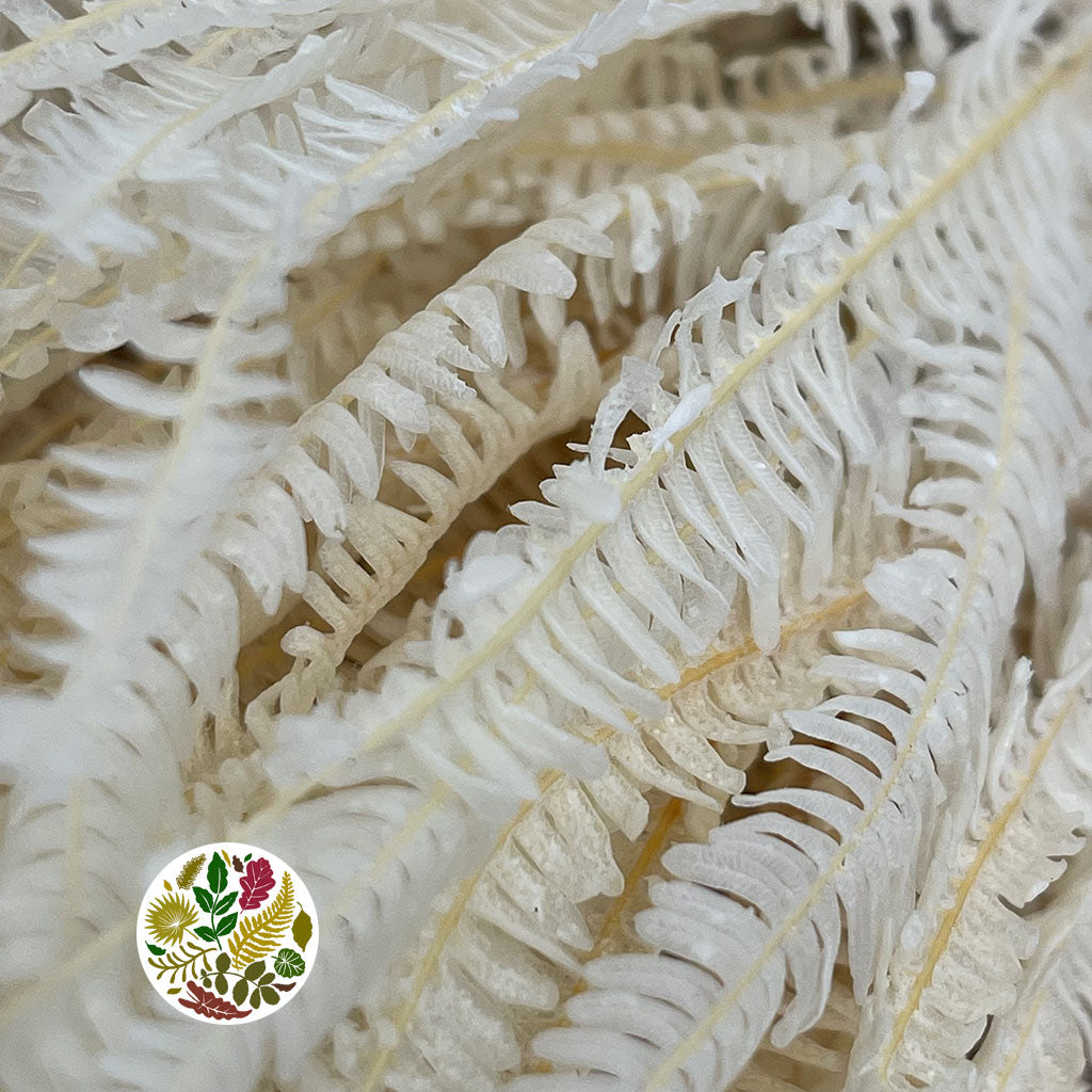 Fern &#39;Helechos&#39; (Bleached) (DRY) 75cm