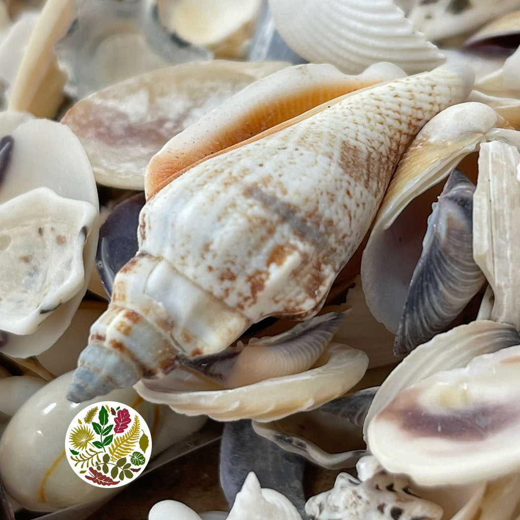 Shells (Basic Mix) 500g