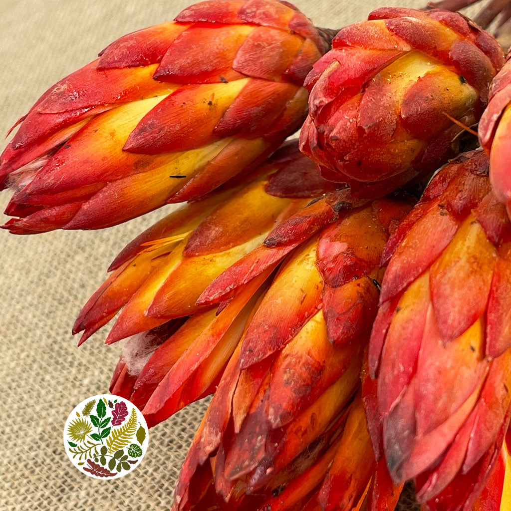 Protea &#39;Repens&#39; (Red) DRY Preserved (x10)