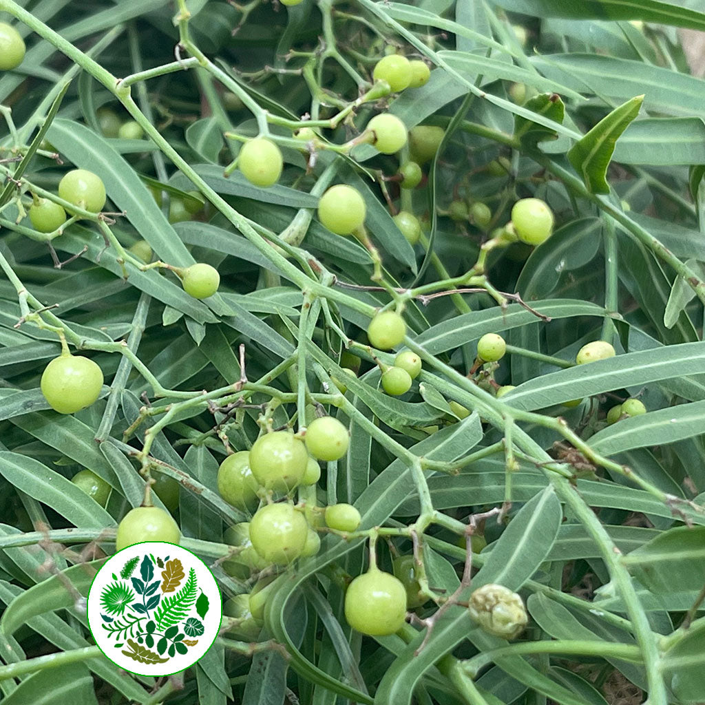 Pepper 'Foliage' (300g)