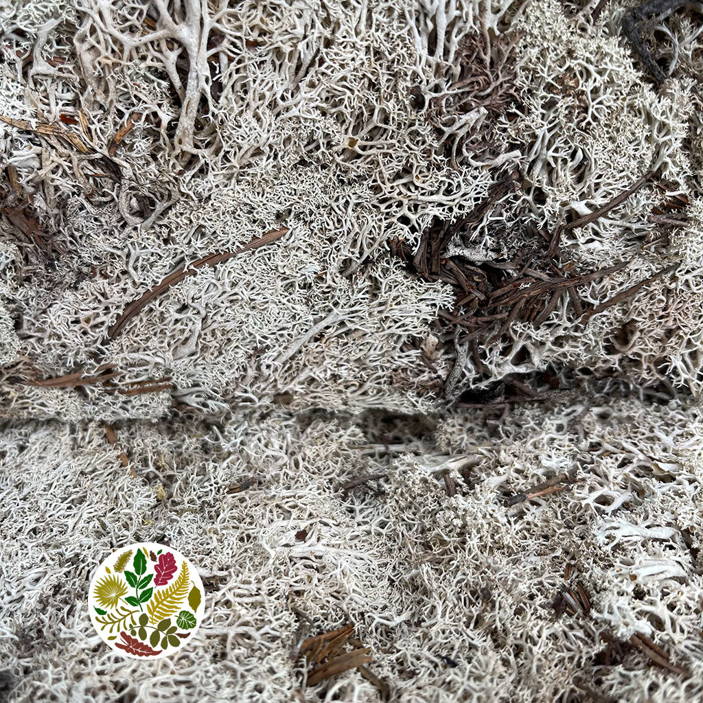 Moss &#39;Reindeer Vac&#39; (DRY) (Large box)