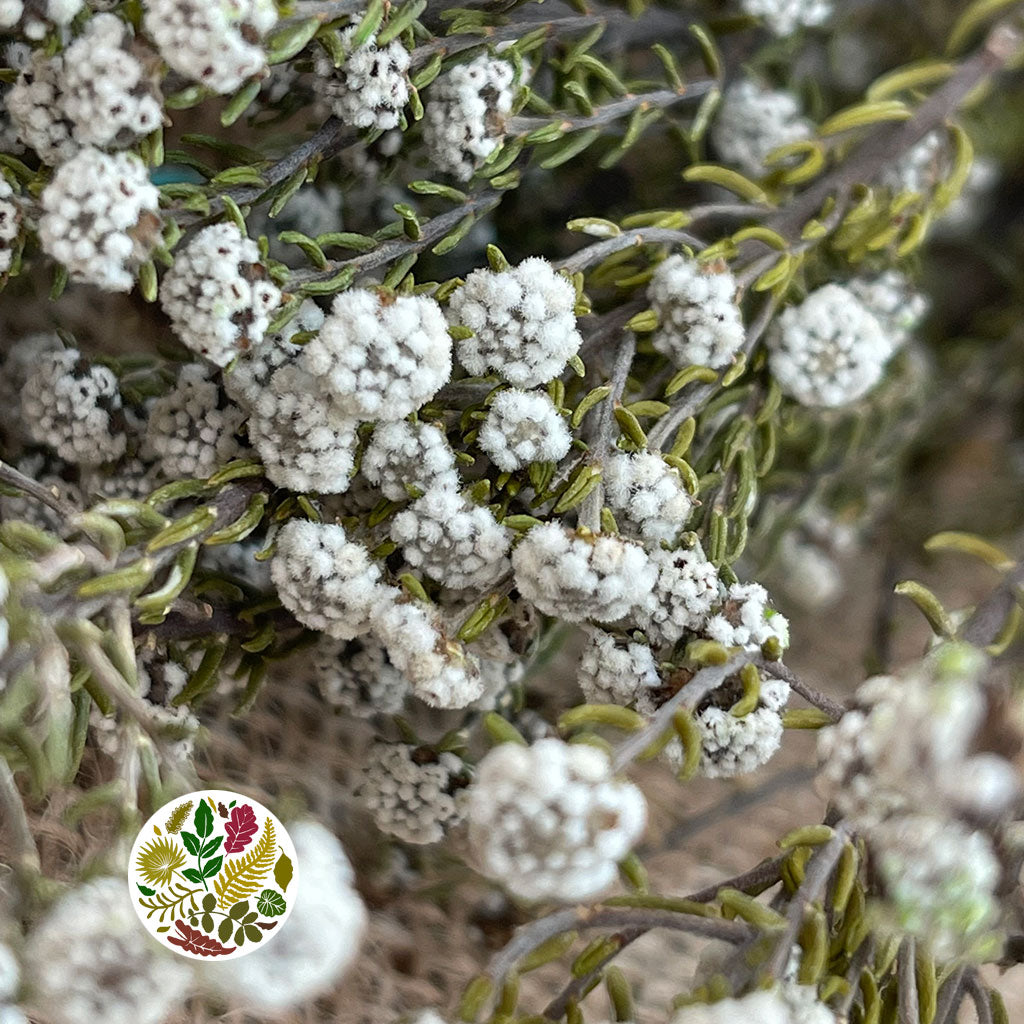 Phylicia &#39;Flower&#39; (DRY) (Natural White)