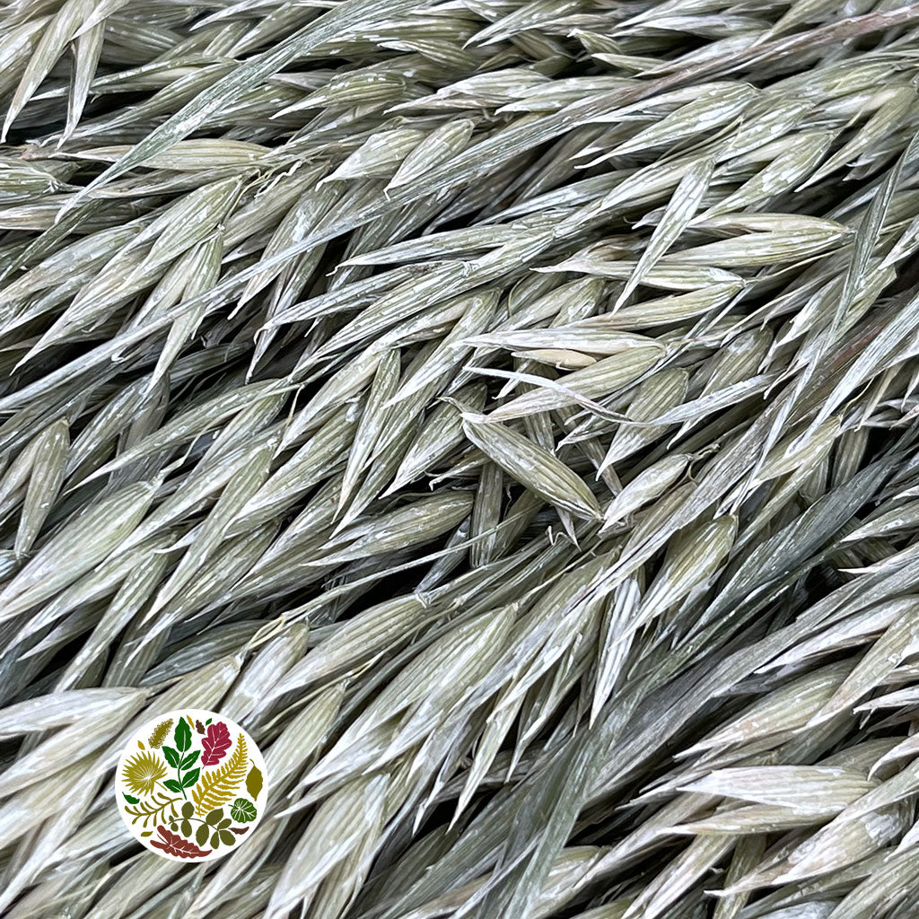Grass 'Oats' (Avena) (Frosted White) (DRY)