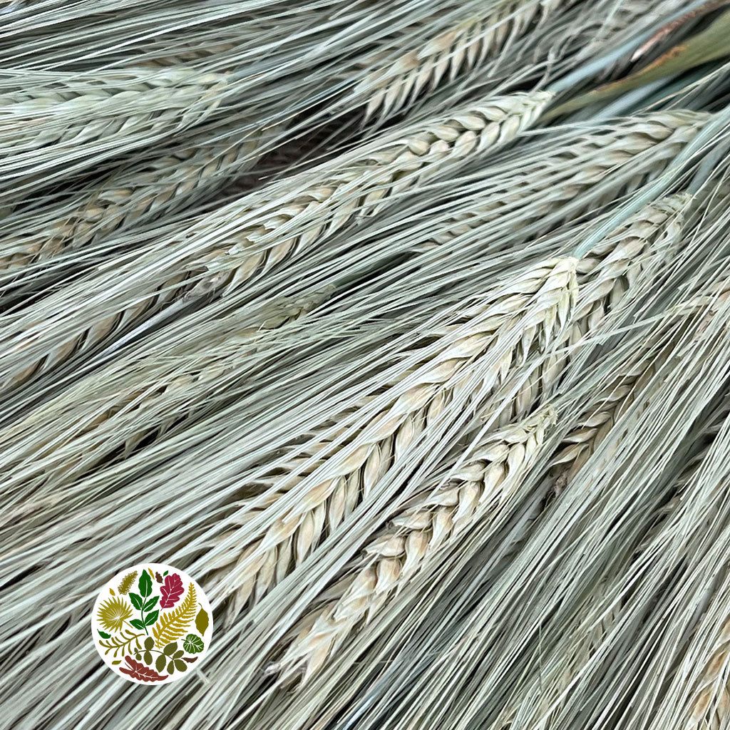 Wheat (Triticale) Grass DRY