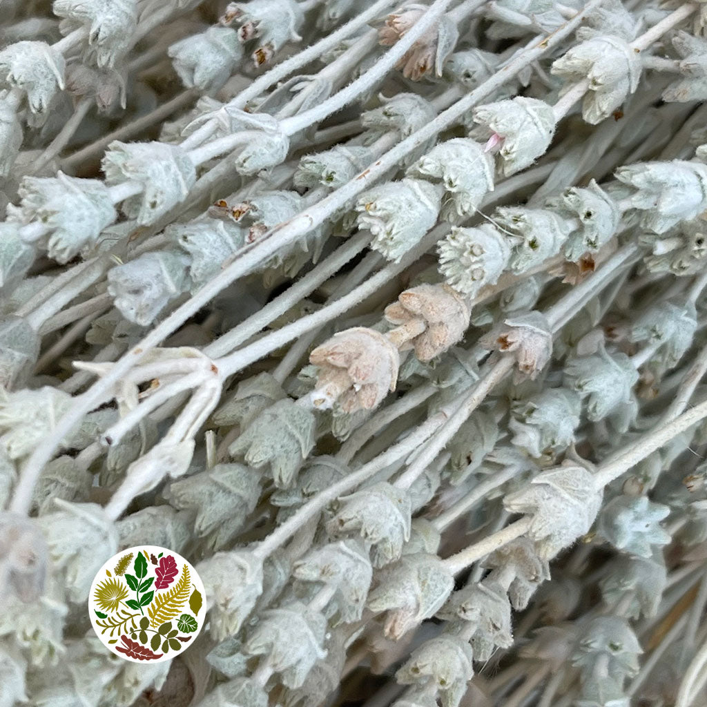 Lavender 'Flower' (Natural) (DRY) 45cm (100g)