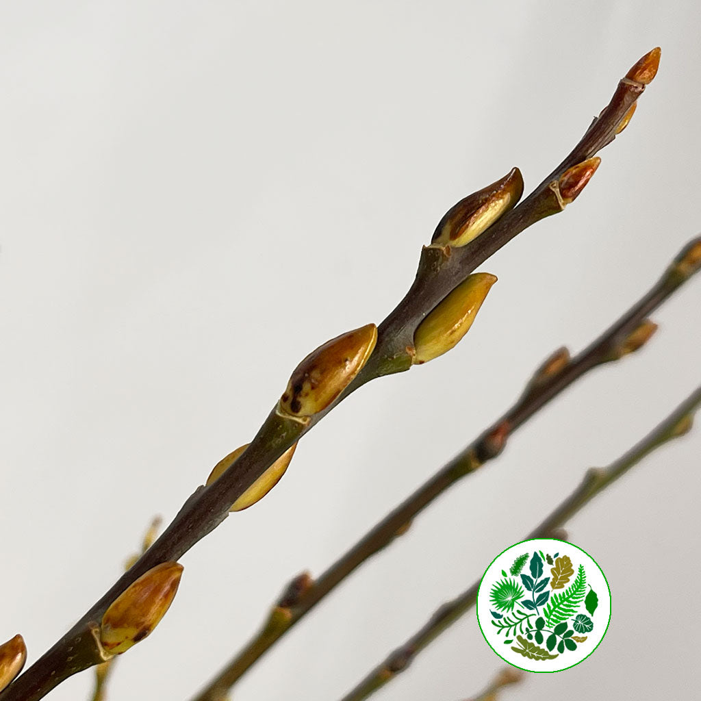 Pussy Willow (Wild) (Various Sizes)
