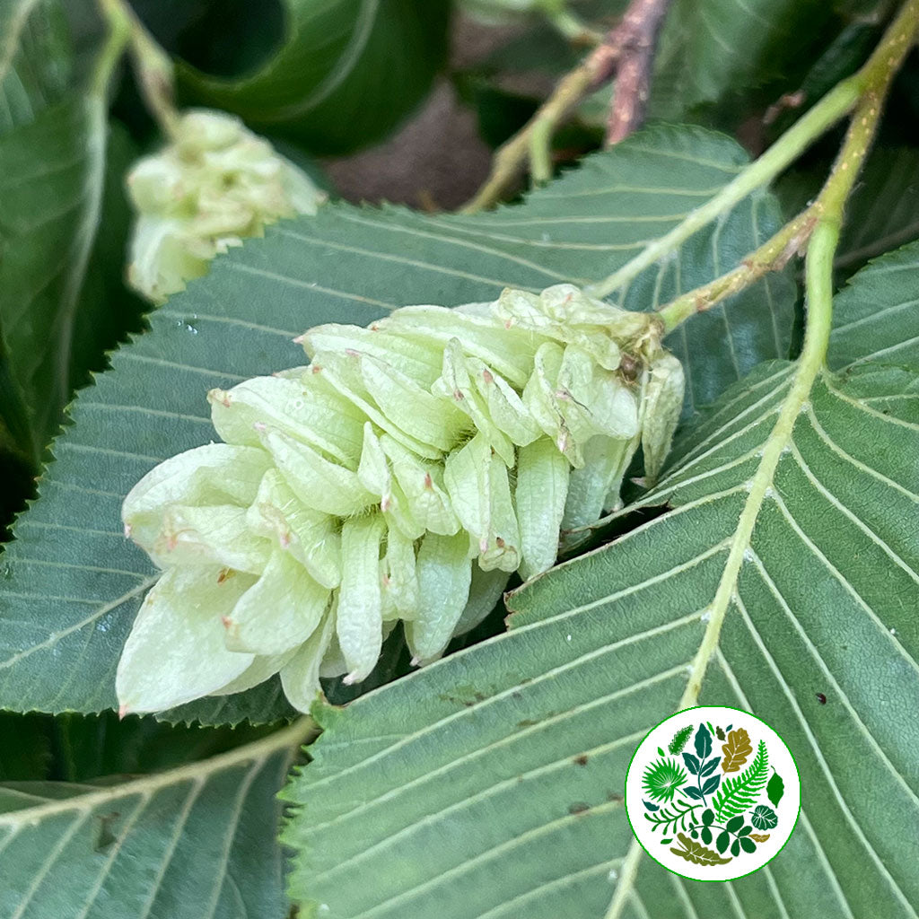 Carpinus &#39;Betulus Flowering&#39; (300g)