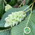 Carpinus 'Betulus Flowering' (300g)