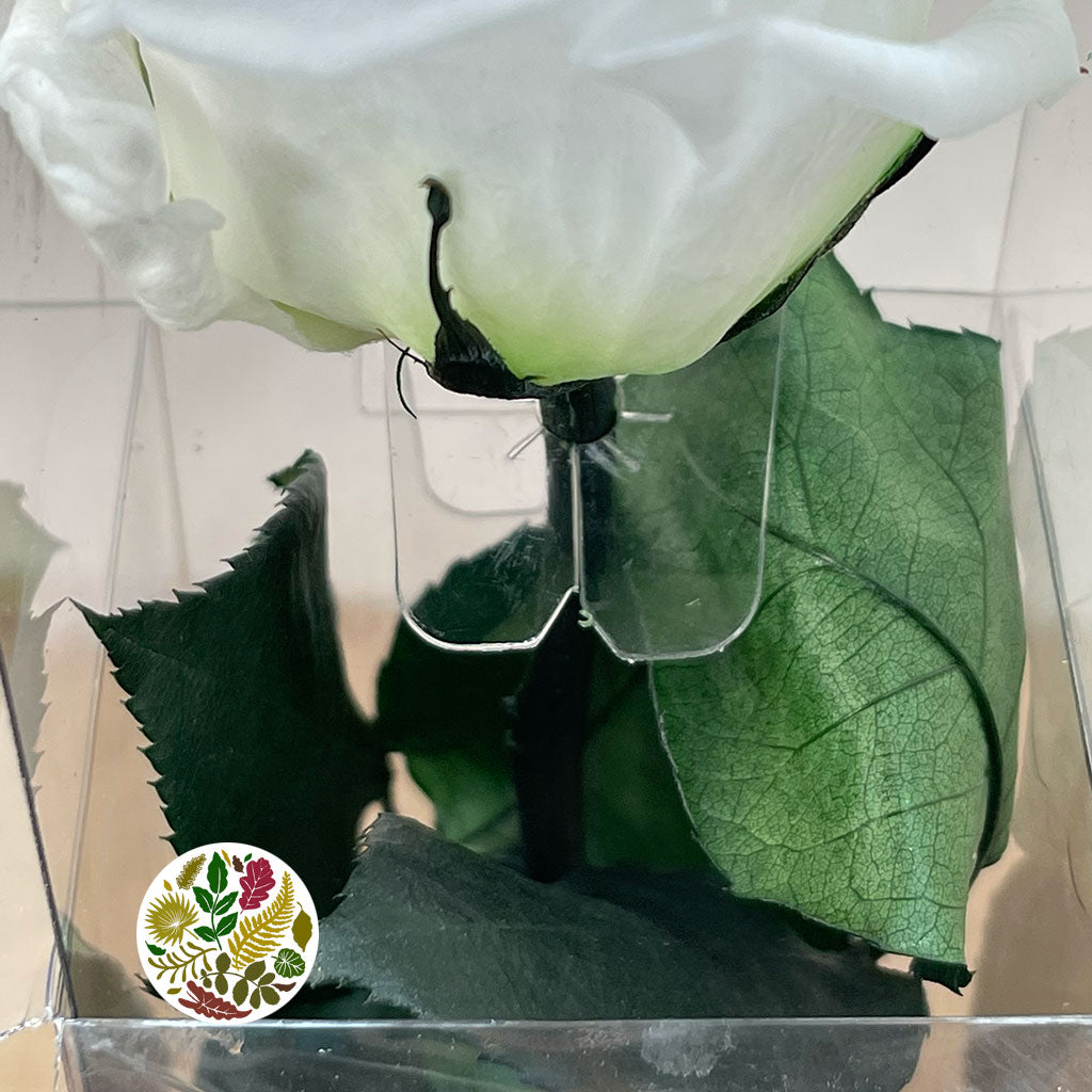 Rose (Single Stems) &#39;Preserved&#39; (DRY) 50cm (x1)