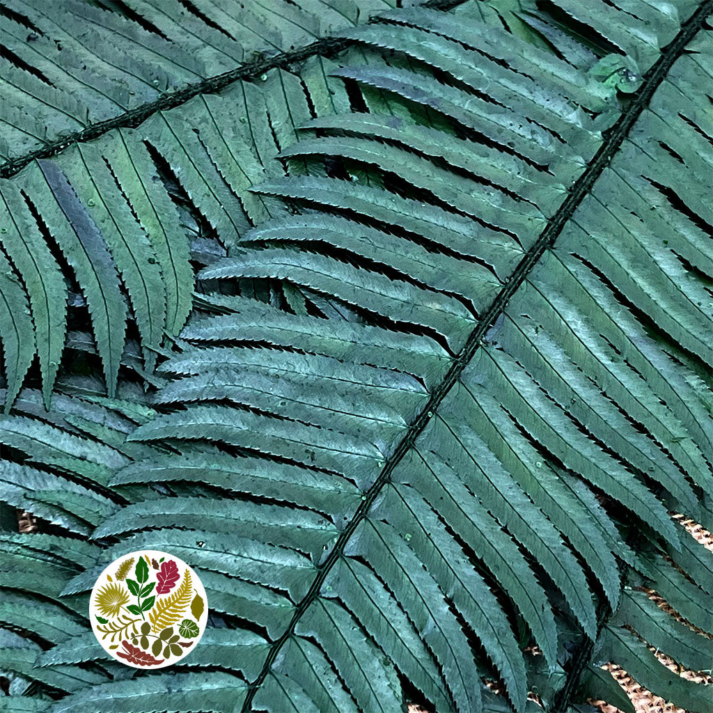 Fern 'Sworn Fern' (Preserved) (Green) (x10)