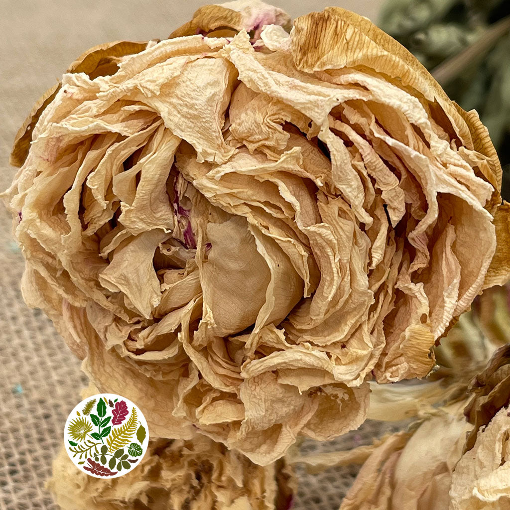 Peony Light Pink Dry 50cm (x5st)