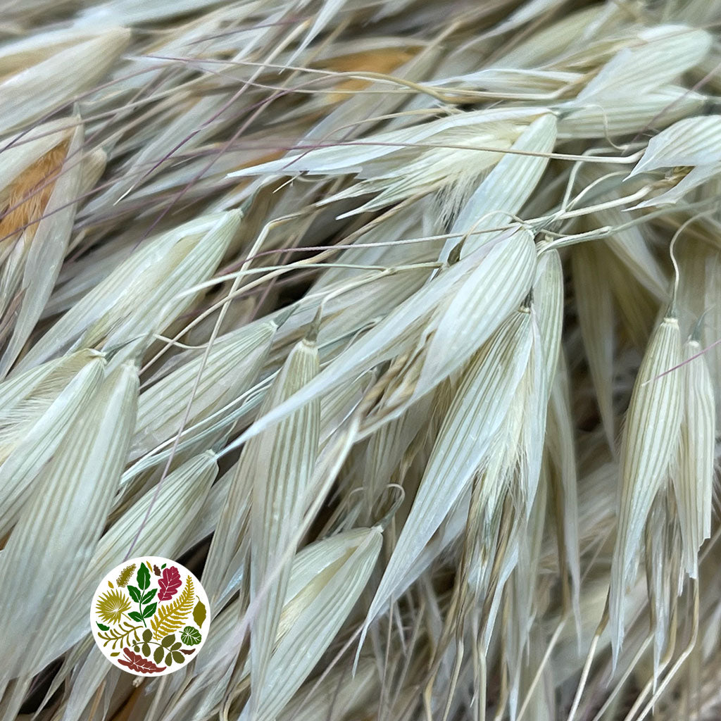Grass &#39;Oats&#39; Tall (Avena) (DRY)