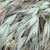 Grass 'Oats' Tall (Avena) (DRY)