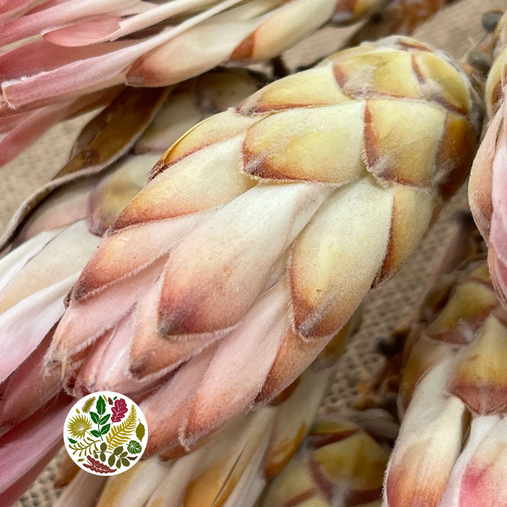 Protea &#39;Compacta Flower&#39; (DRY) (x10)