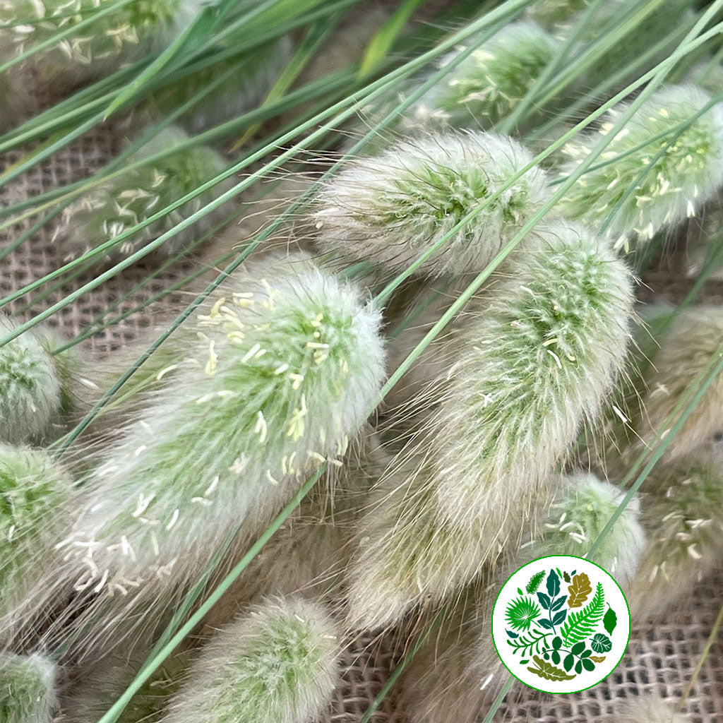 Grass &#39;Lagurus&#39; (Fresh) (Various)
