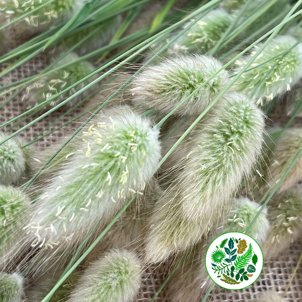 Grass &#39;Lagurus&#39; (Fresh) 55cm (250g) (x10)