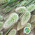 Grass 'Lagurus' (Fresh) 55cm (250g) (x10)