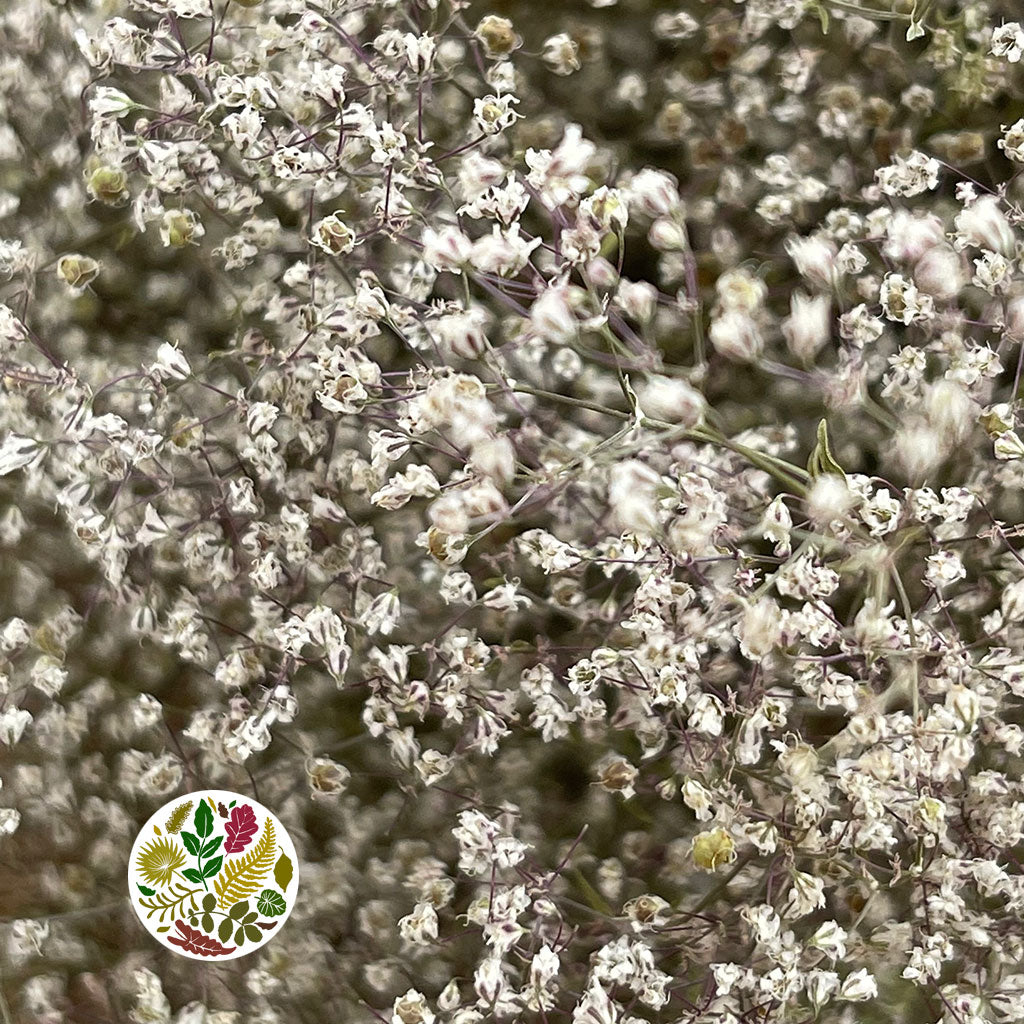Gypsophila (Natural) DRY (Short)