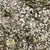 Gypsophila (Natural) DRY (Short)