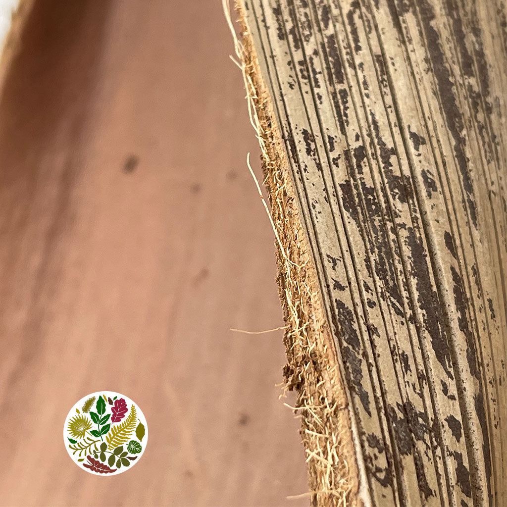 Coconut 'Galara Big' (Natural) (DRY)