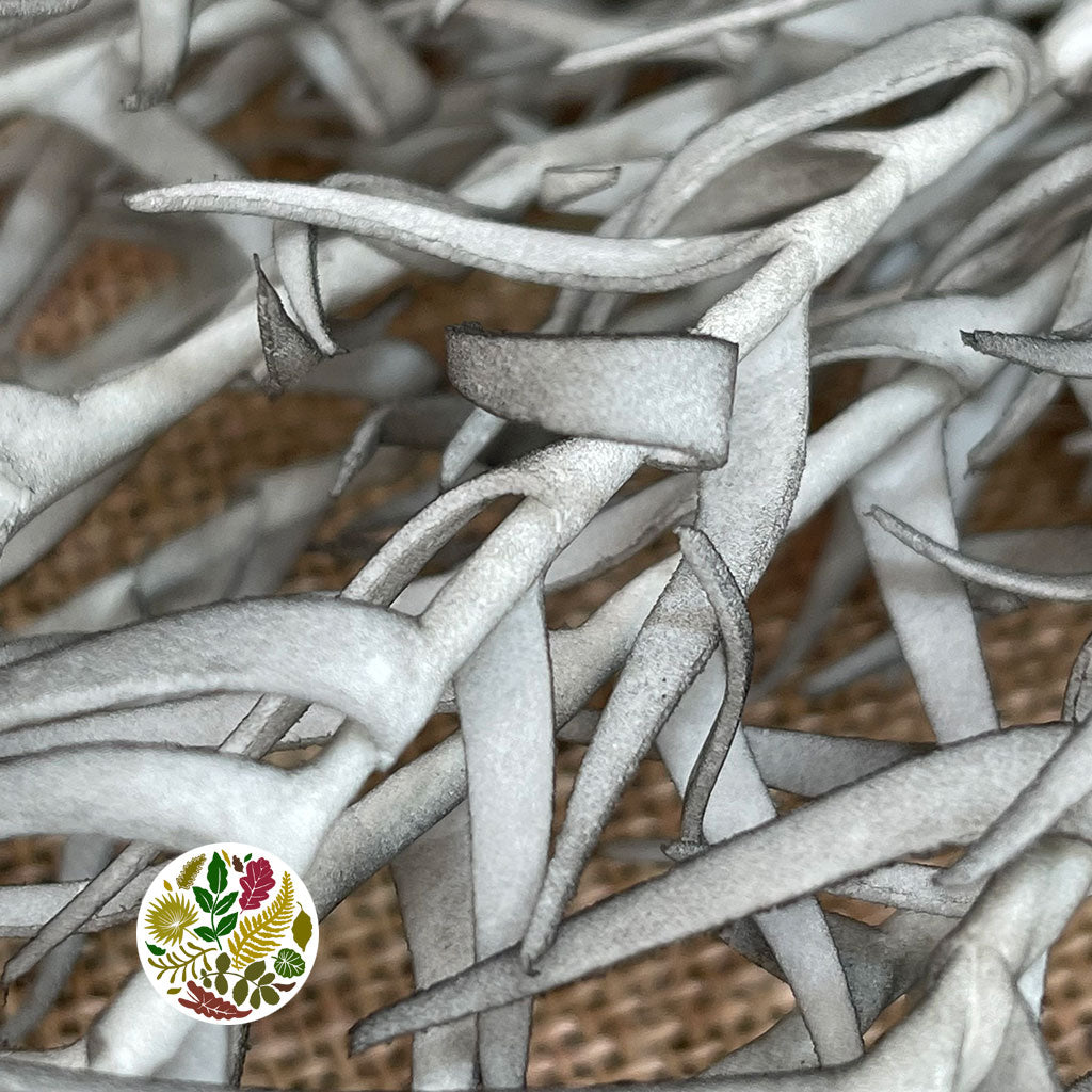 Artificial 'Parona Leaf' (Single Stem) (L.126cm)