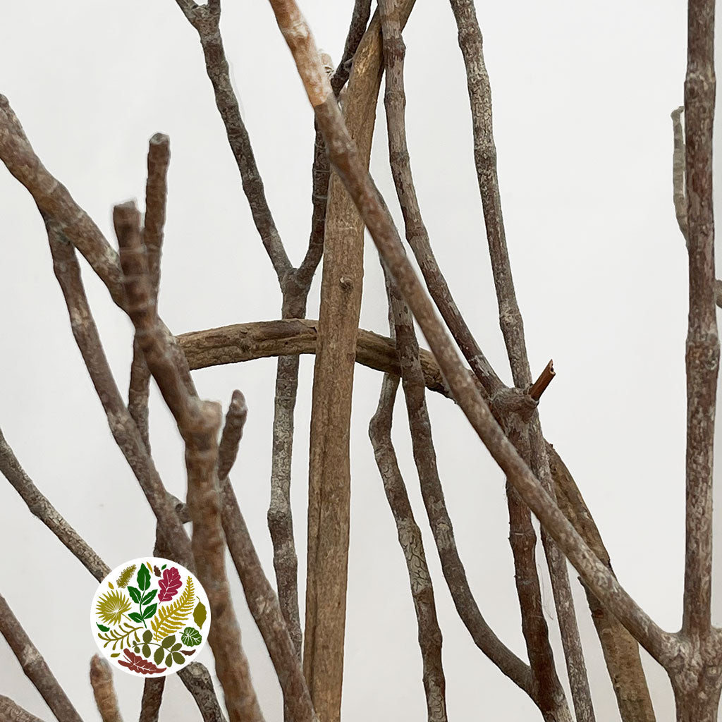 Crazy Vine 'Wild Arrangement' (Natural) (DRY) (L16cm x W16cm x H50cm)