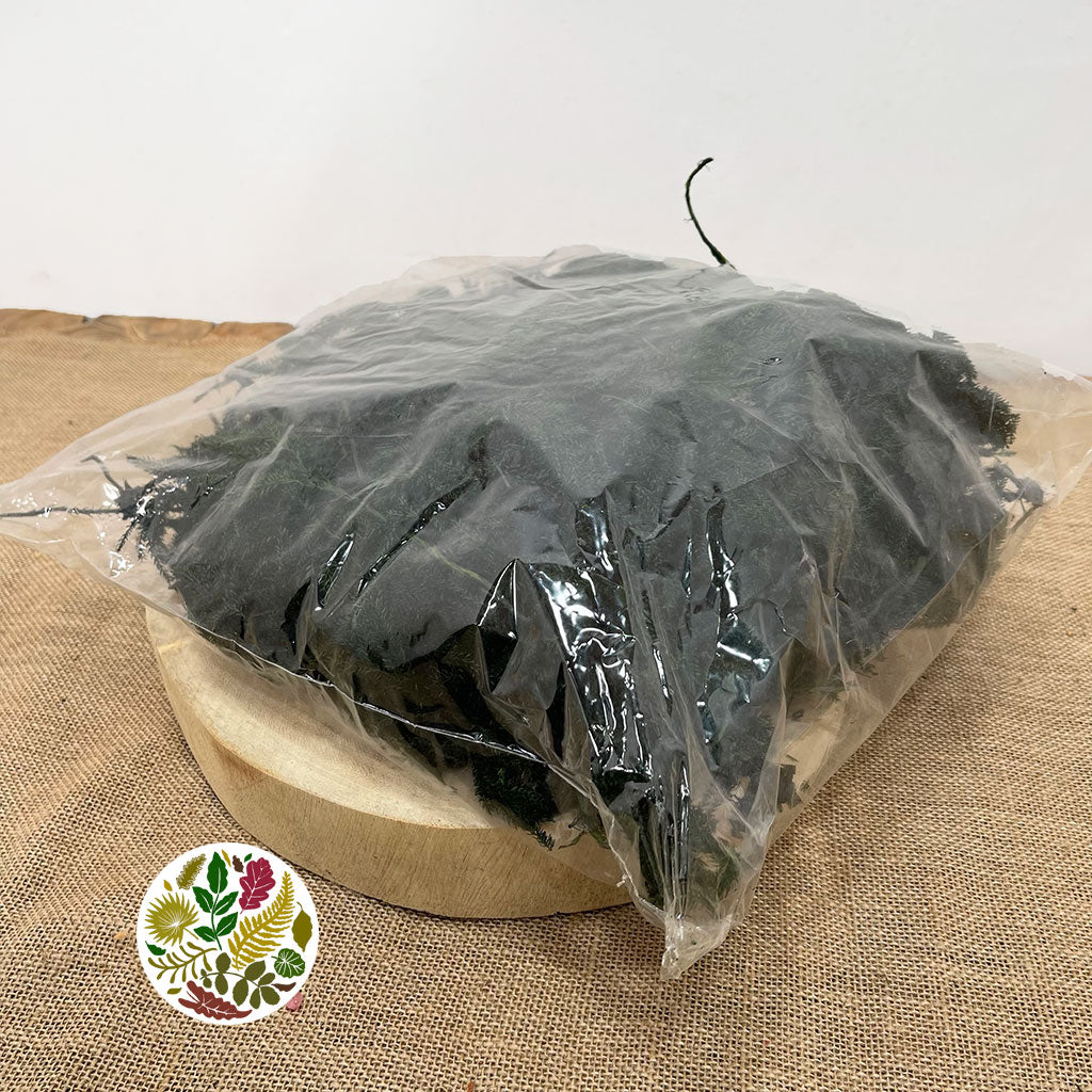 Moss 'Erica' (Green) (DRY) (500g)