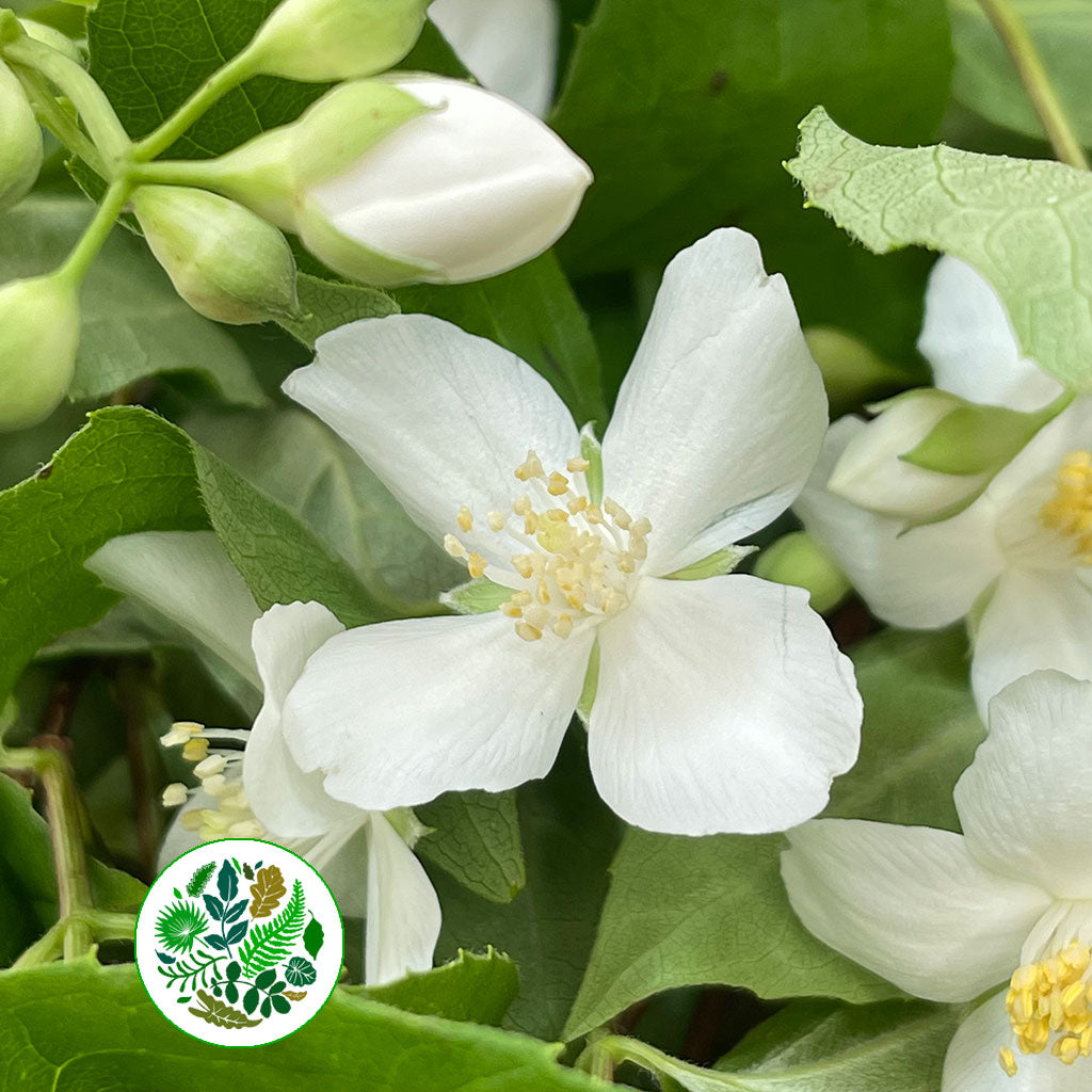 Philadelphus 'Mock-Orange'