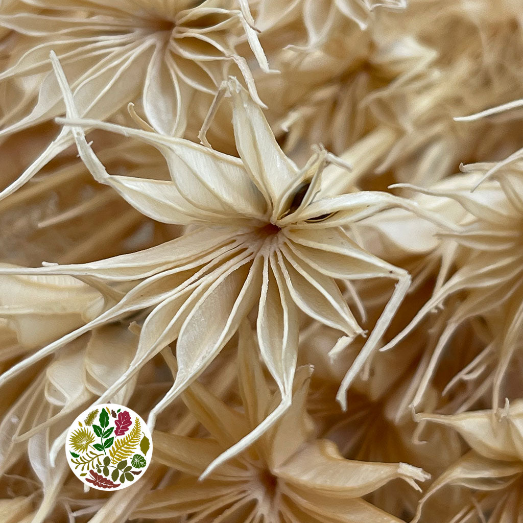 Nigella &#39;Orientalis&#39; (Bleached) (DRY)