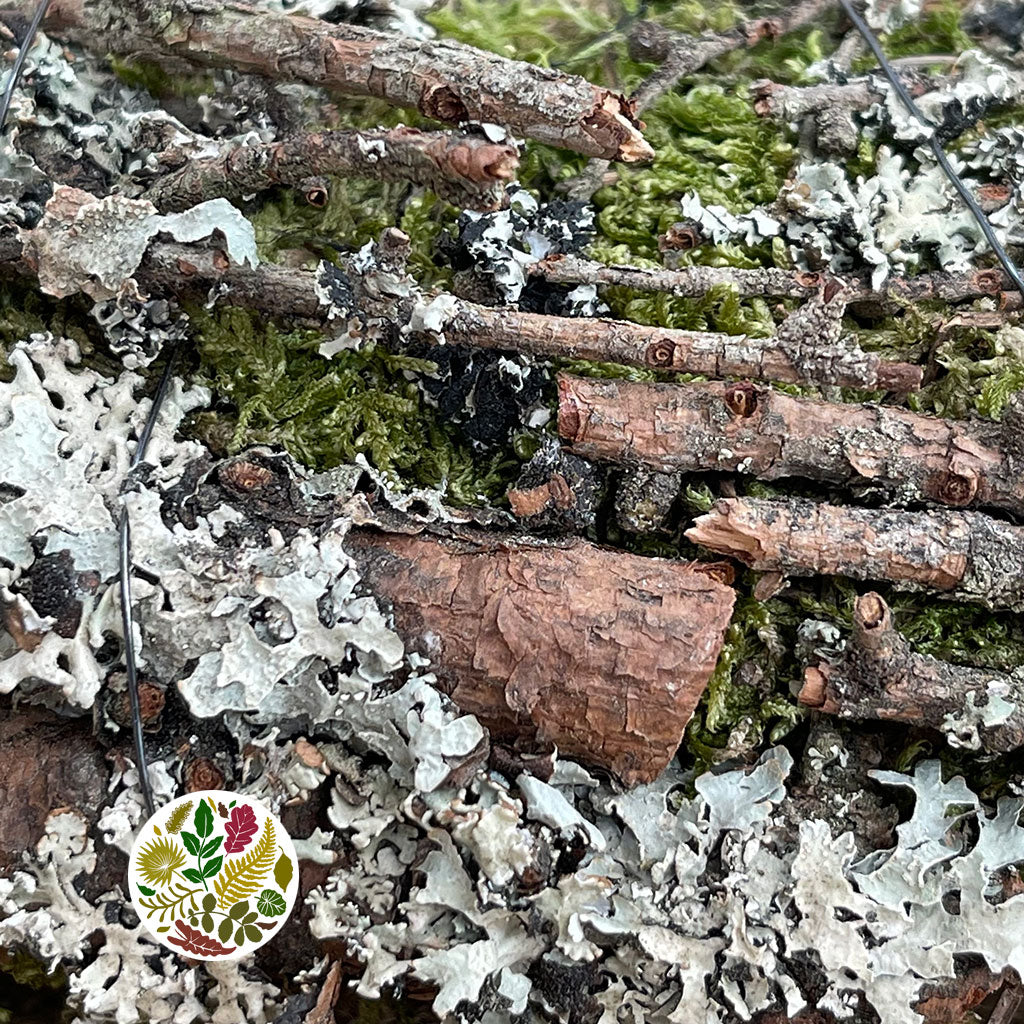 Wreath &#39;Lichen Twig&#39; (DRY) (Various sizes)