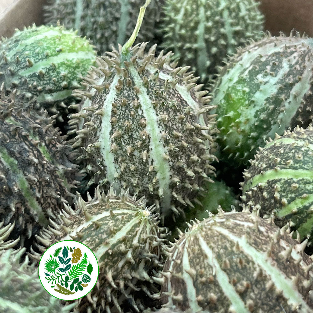 Cucumis Fruit (Mix Tray) Small