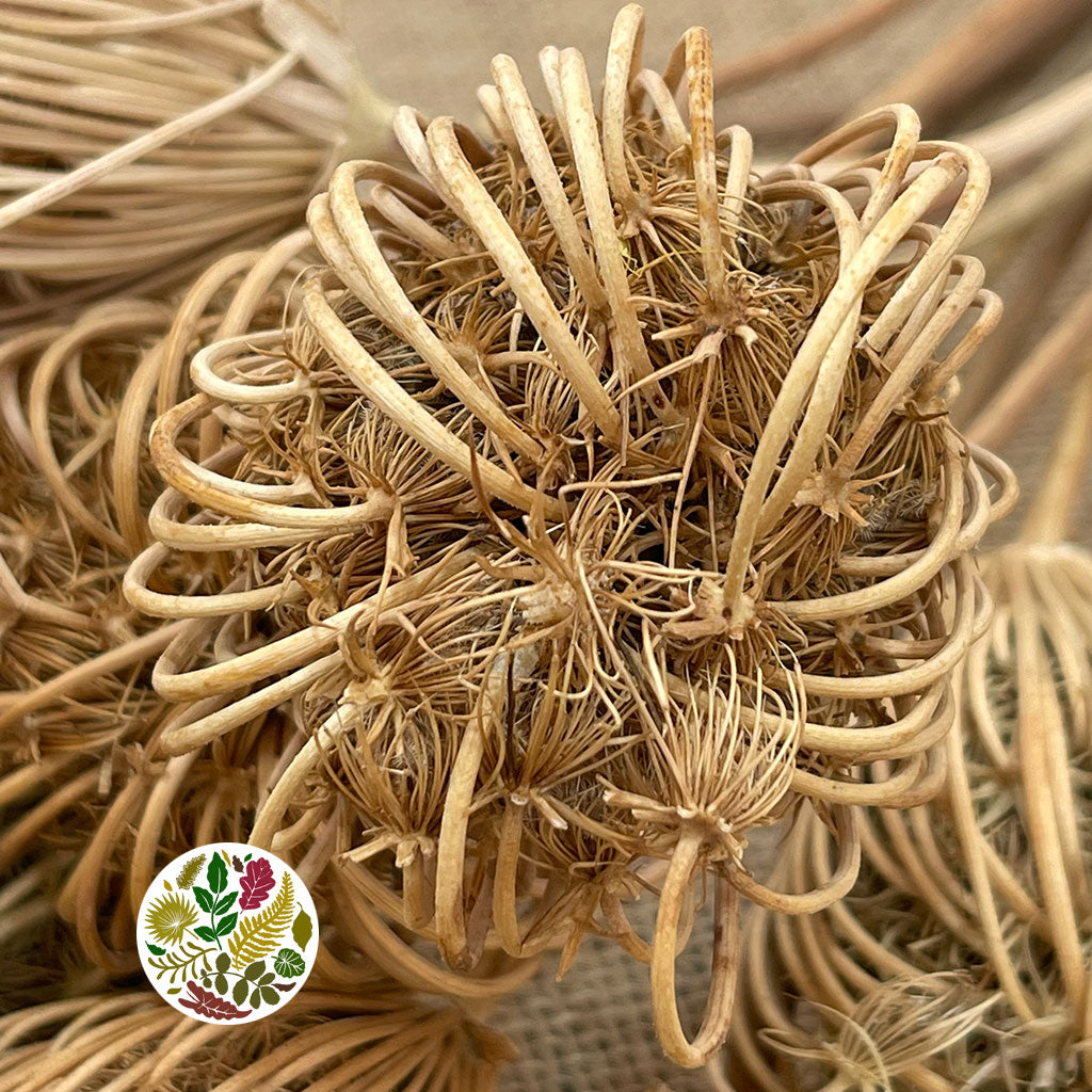 Ammi &#39;Dill&#39; (Natural) (DRY) 45-55cm (x5)