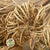 Ammi 'Dill' (Natural) (DRY) 45-55cm (x5)