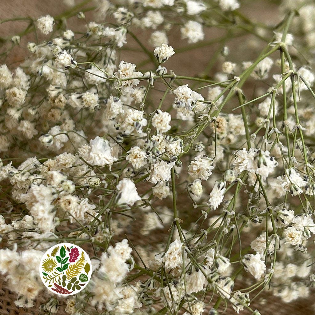 Gypsophila (Natural) (DRY)