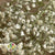 Gypsophila (Natural) (DRY)
