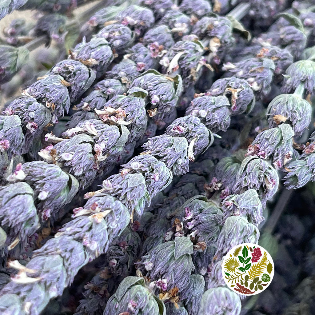 Statice &#39;Sea Lavender&#39; (DRY) 90cm (x10)